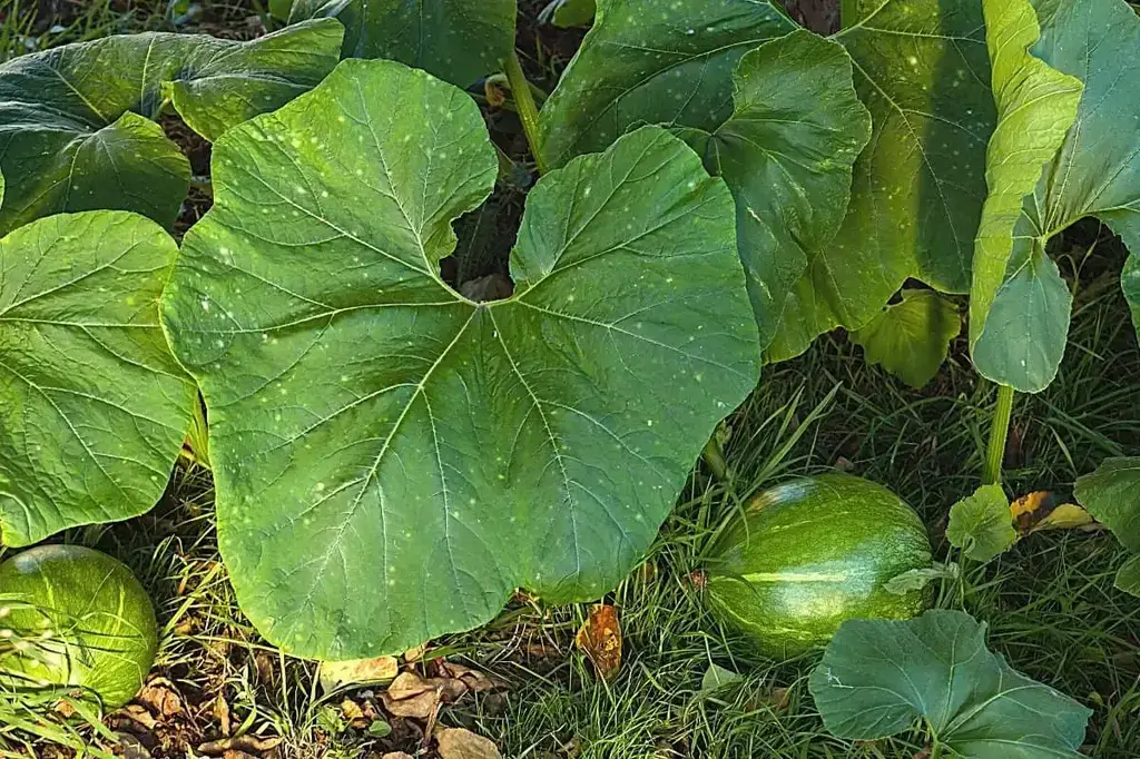 Curcubita sp.